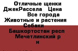 Отличные щенки ДжекРассела › Цена ­ 50 000 - Все города Животные и растения » Собаки   . Башкортостан респ.,Мечетлинский р-н